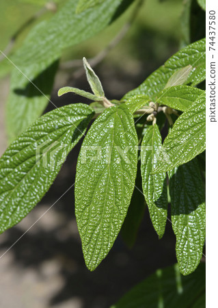 Wrinkled viburnum Wrinkled viburnum 74437580