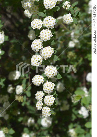 Van Houttes spiraea 74437586