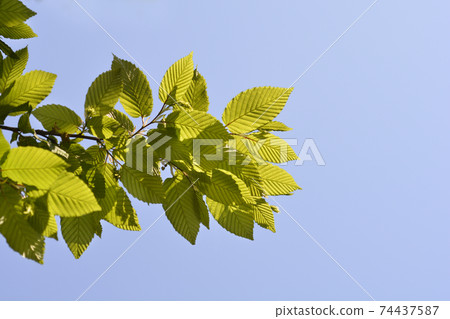 Common hornbeam 74437587