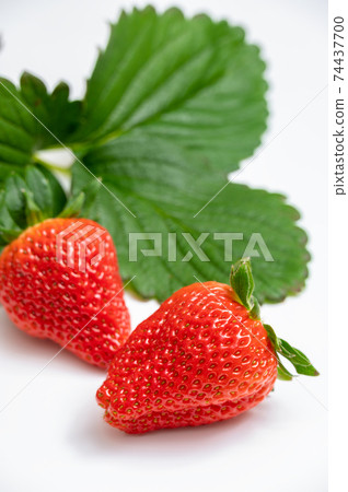 Image of freshly picked strawberries and leaves Image of freshly picked strawberries and leaves 74437700