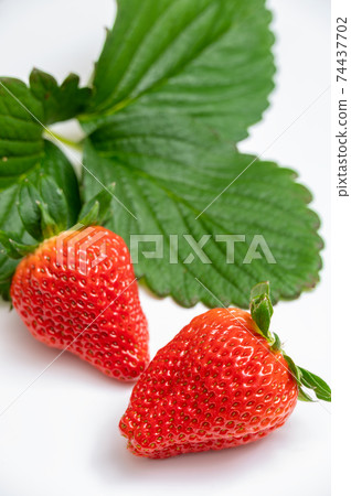 Image of freshly picked strawberries and leaves Image of freshly picked strawberries and leaves 74437702
