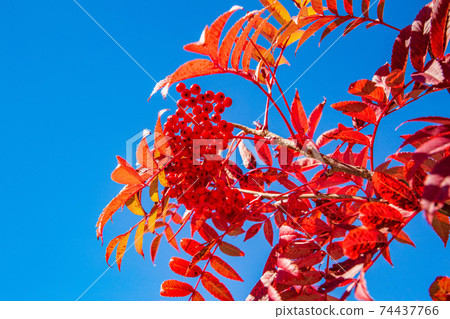 Autumn Tateyama Kurobe Alpine Route Rowan Fruit Autumn Tateyama Kurobe Alpine Route Rowan Fruit 74437766