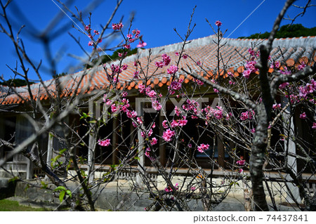 世界遺產島根和櫻花 世界遺產島根和櫻花 74437841