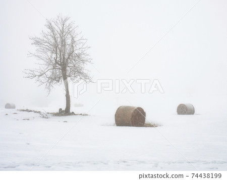 Isolated pear tree and hay bale covered with snow in a winter scenery Isolated pear tree and hay bale covered with snow in a winter scenery 74438199
