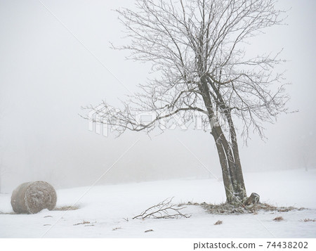 Isolated trees and forgotten bale of hay in the snow. Winter wonderland 74438202