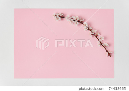 Delicate flowering branch of an apricot tree on pink background. Template. Backdrop. Mockup Delicate flowering branch of an apricot tree on pink background. Template. Backdrop. Mockup 74438665
