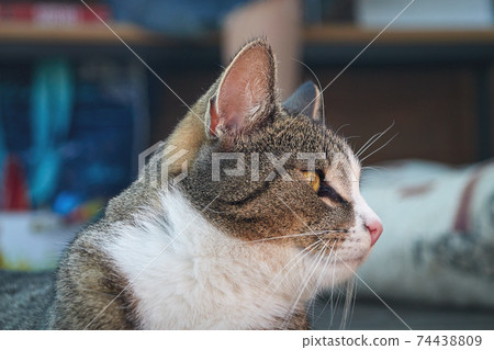 a tabby shorthair cat in profile from the side a tabby shorthair cat in profile from the side 74438809