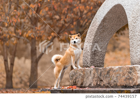 are dogs allowed in japanese gardens