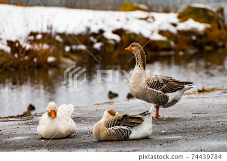 Goose Goose 74439784