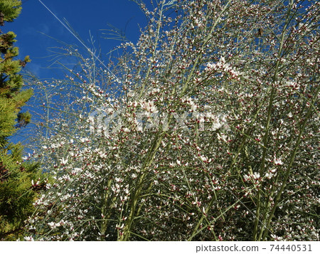 Shirobana Enishida 74440531