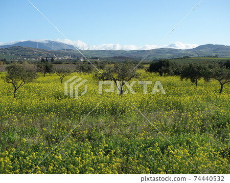 Olive field in winter Olive field in winter 74440532