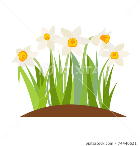 Bouquet of spring flowers of daffodils isolated on white background Vector Illustration EPS10 Bouquet of spring flowers of daffodils isolated on white background Vector Illustration EPS10 74440621