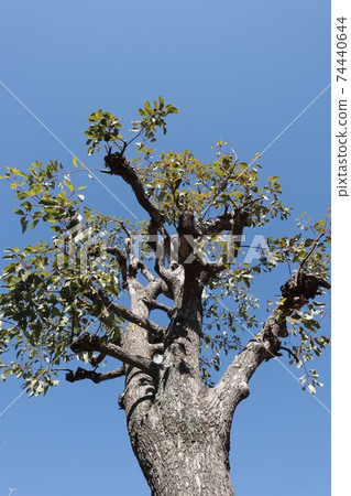 Roadside trees in Tokyo Roadside trees in Tokyo 74440644