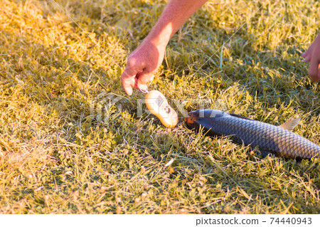 A man weighs fish caught in the lake on a scale. Fishing. Catch. 74440943
