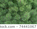 texture, green spruce needles. 74441067