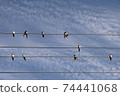 beautiful swallow birds sit on wires against the blue blue sky. 74441068