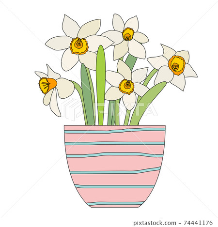 Bouquet of spring flowers daffodils in flower pot isolated on white background. EPS10 74441176