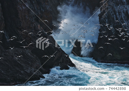 Waves breaking on the quay and flying black-tailed gulls: Cape Hino (Izumo City, Shimane Prefecture) Waves breaking on the quay and flying black-tailed gulls: Cape Hino (Izumo City, Shimane Prefecture) 74442898