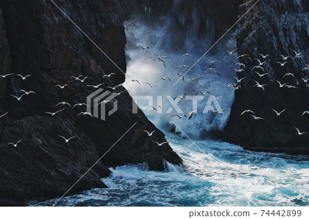 海浪拍打著碼頭,飛舞著黑尾鷗:日野角(島根縣出雲市) 海浪拍打著碼頭,飛舞著黑尾鷗:日野角(島根縣出雲市) 74442899