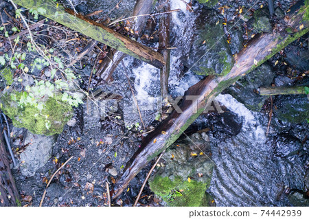 Driftwood after a typhoon Driftwood after a typhoon 74442939