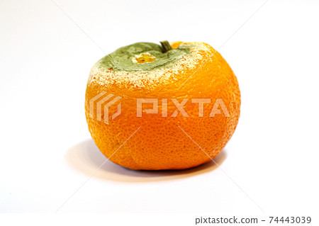 one damaged moldy tangerine on white background one damaged moldy tangerine on white background 74443039