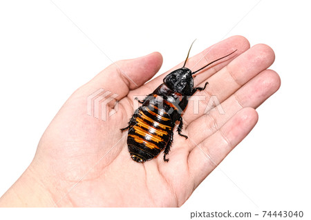Madagascar hissing cockroach crawls on human hand 74443040