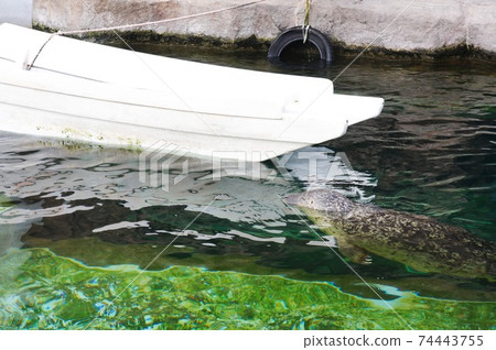 A seal that makes a face out of the water 74443755