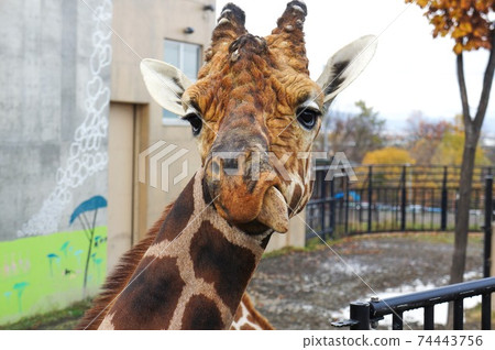 Giraffe with tongue out 74443756