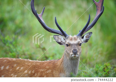 Male sika deer I met in the summer forest (Eastern Hokkaido, Hokkaido) 74444222