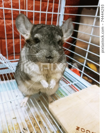 Chinchilla Rat Pet Chinchilla Rat Pet 74444293