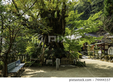 奈良縣高絲市一字主神社牛奶銀杏 奈良縣高絲市一字主神社牛奶銀杏 74444337