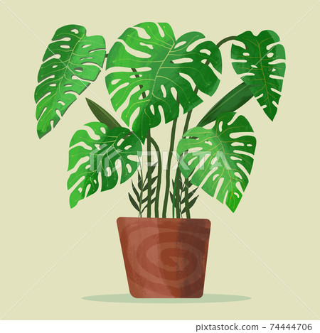 Monstera 74444706