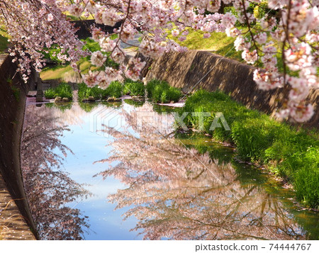 Cherry blossoms in Minasegawa Cherry blossoms in Minasegawa 74444767