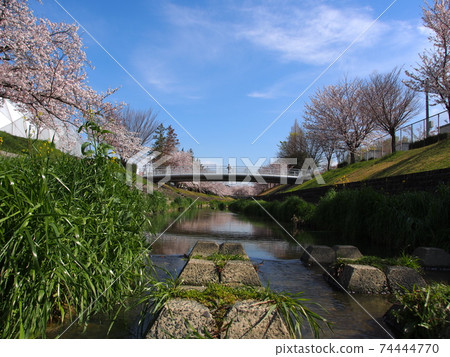 Minase River in spring 74444770