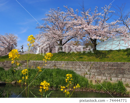 Minase River in spring 74444771