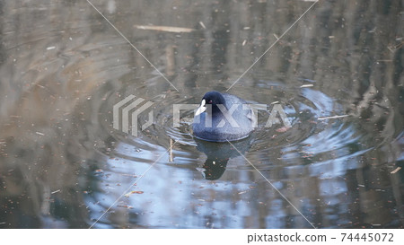野生鳥，白骨在本牧市立公園的池塘里游泳 74445072