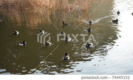 Wild birds, a flock of wild birds swimming in the pond of Honmoku City Park 74445152
