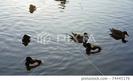Wild birds, a flock of wild birds swimming in the pond of Honmoku City Park Wild birds, a flock of wild birds swimming in the pond of Honmoku City Park 74445176