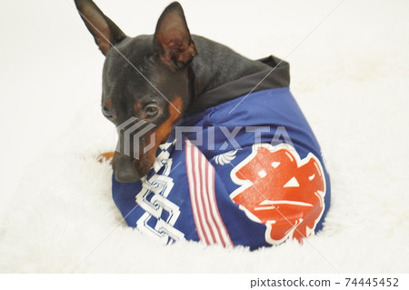 Miniature Pinscher New Year Festival Happi Kimono Photo 270 74445452
