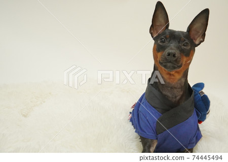 Miniature Pinscher New Year Festival Happi Kimono Photo 289 74445494