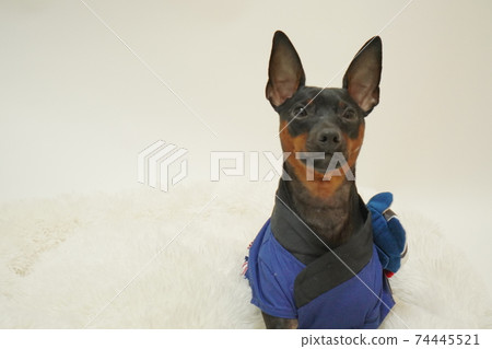 Miniature Pinscher New Year Festival Happi Kimono Photo 291 74445521