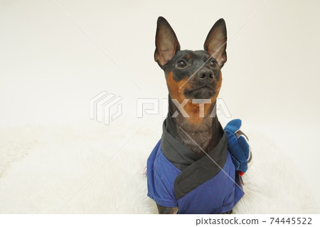 Miniature Pinscher New Year Festival Happi Kimono Photo 292 74445522