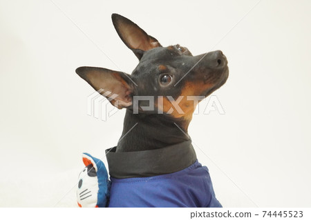 Miniature Pinscher New Year Festival Happi Kimono Photo 293 74445523