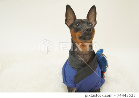 Miniature Pinscher New Year Festival Happi Kimono Photo 295 Miniature Pinscher New Year Festival Happi Kimono Photo 295 74445525
