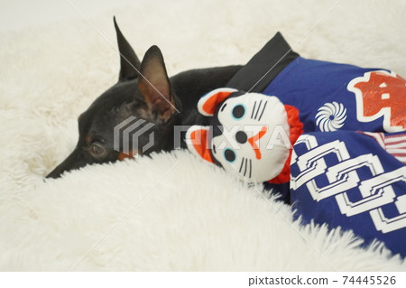 迷你杜賓犬新年節日快樂和服照片296 迷你杜賓犬新年節日快樂和服照片296 74445526