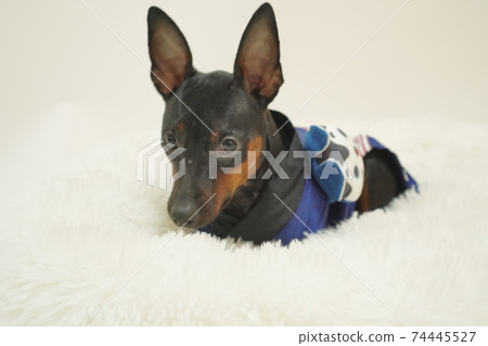 迷你杜賓犬新年節日快樂和服照片297 迷你杜賓犬新年節日快樂和服照片297 74445527