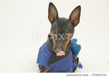 迷你杜賓犬新年節日快樂和服照片300 迷你杜賓犬新年節日快樂和服照片300 74445530