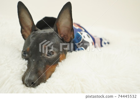 Miniature Pinscher New Year Festival Happi Kimono Photo 301 Miniature Pinscher New Year Festival Happi Kimono Photo 301 74445532