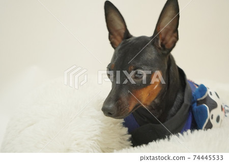 Miniature Pinscher New Year Festival Happi Kimono Photo 302 Miniature Pinscher New Year Festival Happi Kimono Photo 302 74445533