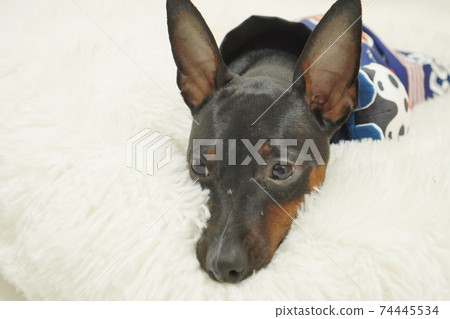 迷你杜賓犬新年節日快樂和服照片303 迷你杜賓犬新年節日快樂和服照片303 74445534